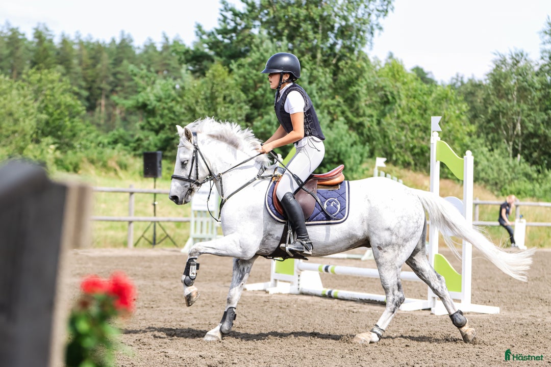 Allround hästar till salu: Trevlig allroundponny  i Hjärtum - Annons 1