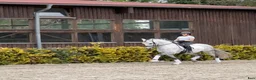 Dressyr hästar till salu: VÄLTRÄNAD PRE MED ETT FANTASTISKT TEMPERAMENT i Köpenhamn - Annons 1