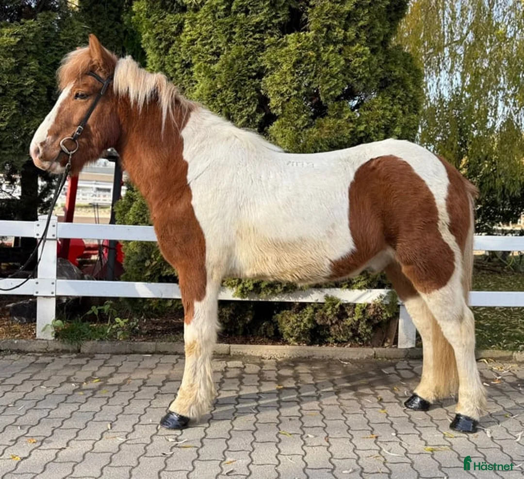 Dressyr hästar till salu: Striking Icelandic gelding horse  i Stockholm - Annons 1