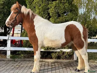 hästar Striking Icelandic gelding horse - Annons 5
