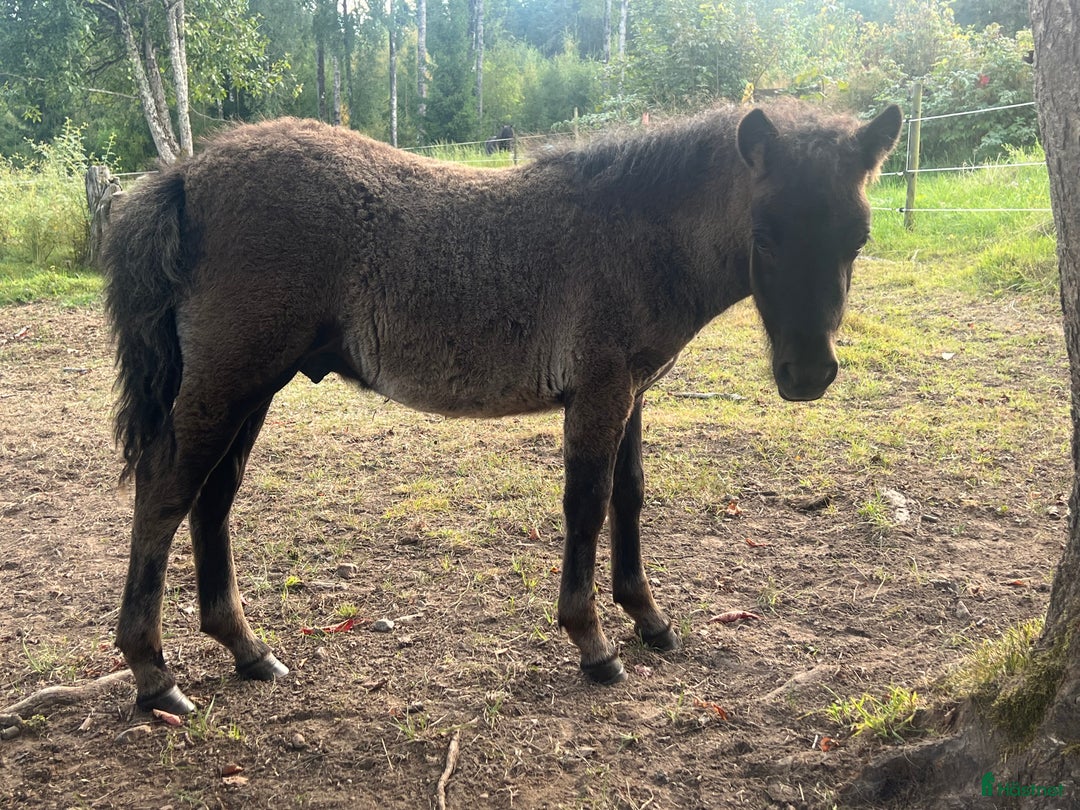 Allround hästar till salu: Stort hingstföl i Ramkvilla - Annons 1