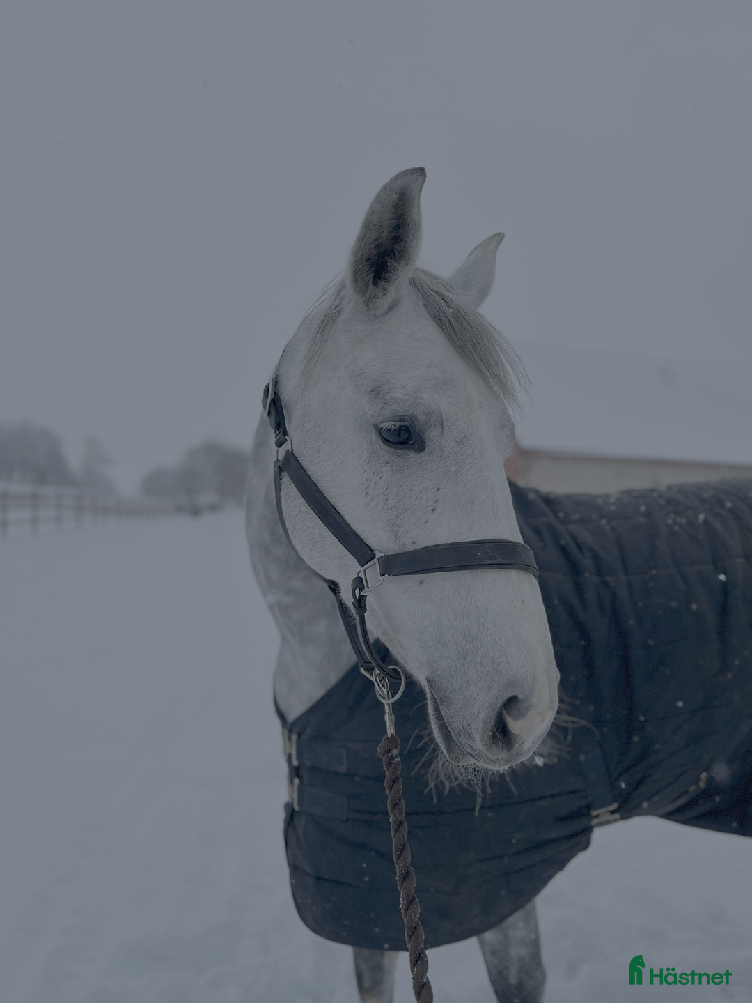 Hoppning hästar till salu: Rosettplockare – Fint 7-årigt sto  i Trelleborg - Annons 3