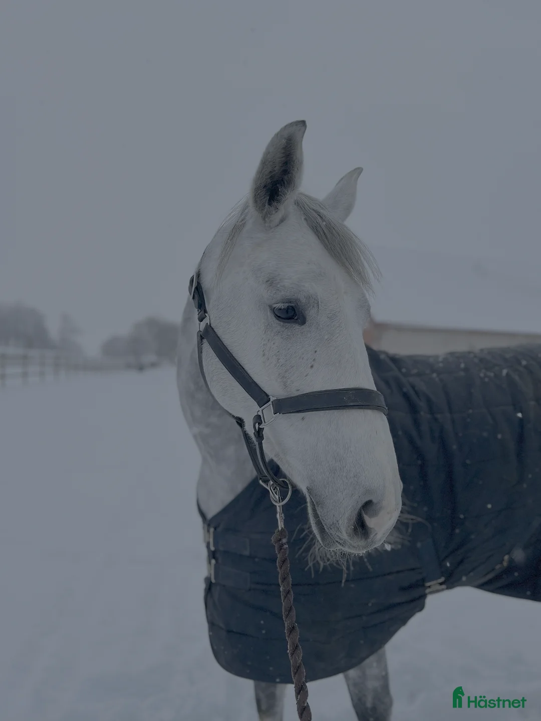 Hoppning hästar till salu: Rosettplockare – Fint 7-årigt sto  i Trelleborg - Annons 3