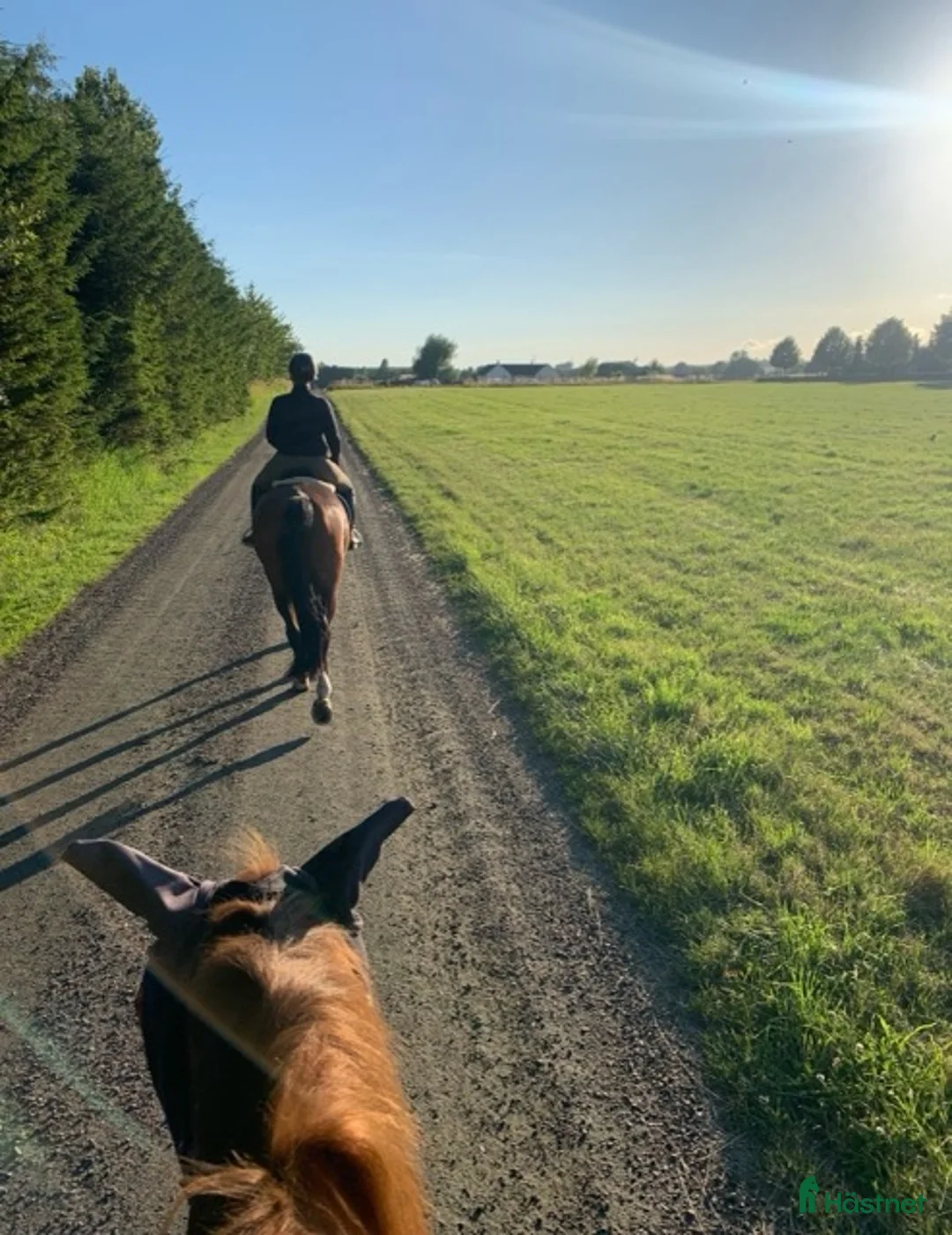  stallplats finnes: Lediga boxplatser strax utanför Ystad.  - Annons 11