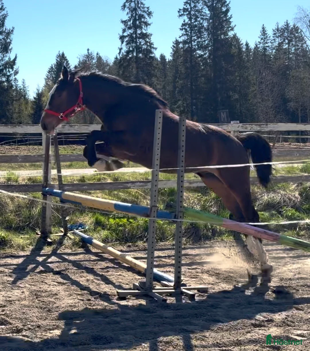 Hoppning hästar till salu: LOVANDE UNGHÄST - Annons 2