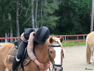 medryttarhäst sökes: Hästägare titta hit!!!❤️ I södra Stockholm!!!!❤️❤️ - Annons 5