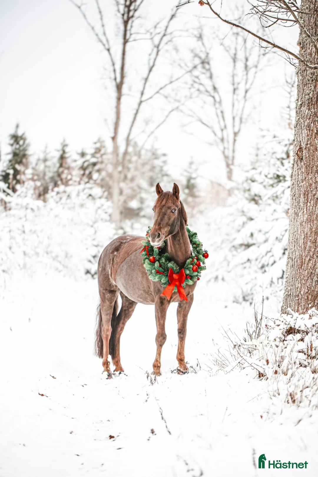 Hoppning hästar till salu: Fin hopp-ponny med unik stam - Annons 2