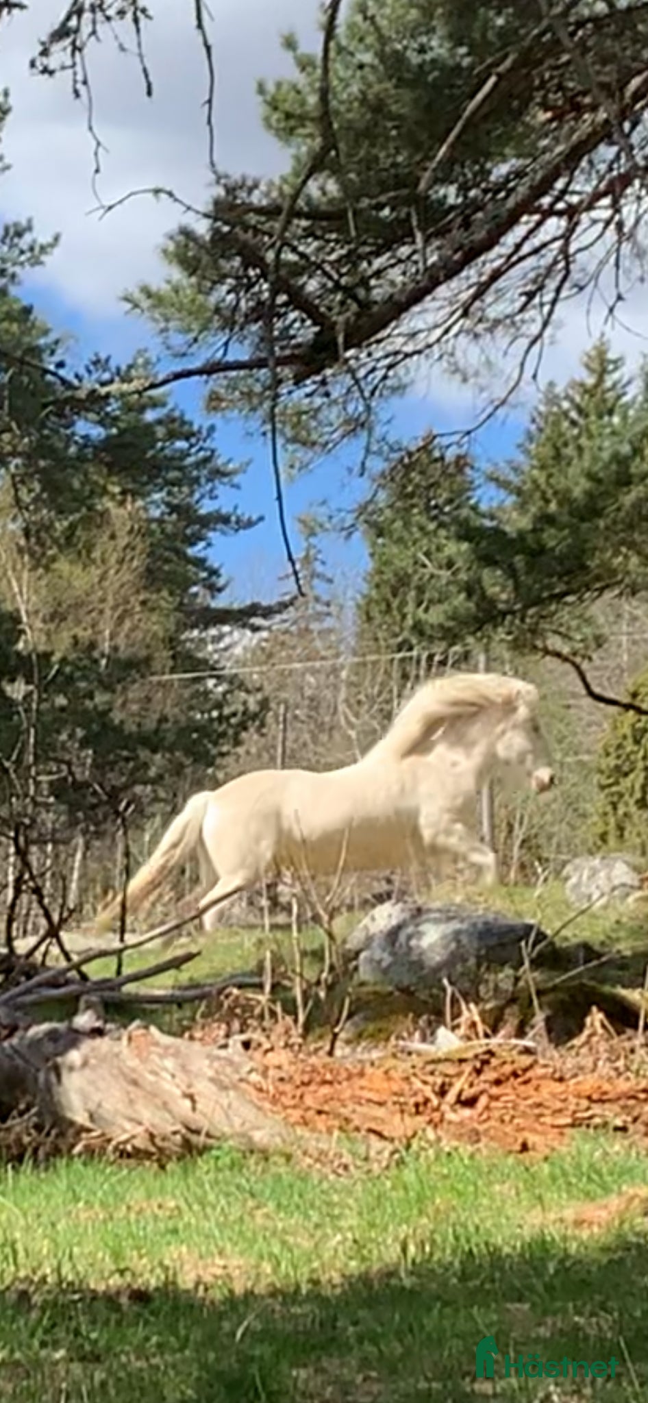  medryttarhäst finnes: Islandssto söker medryttare i Vallentuna - Annons 8