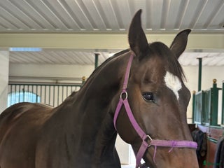 hästar i Tingsryd - Annons 36