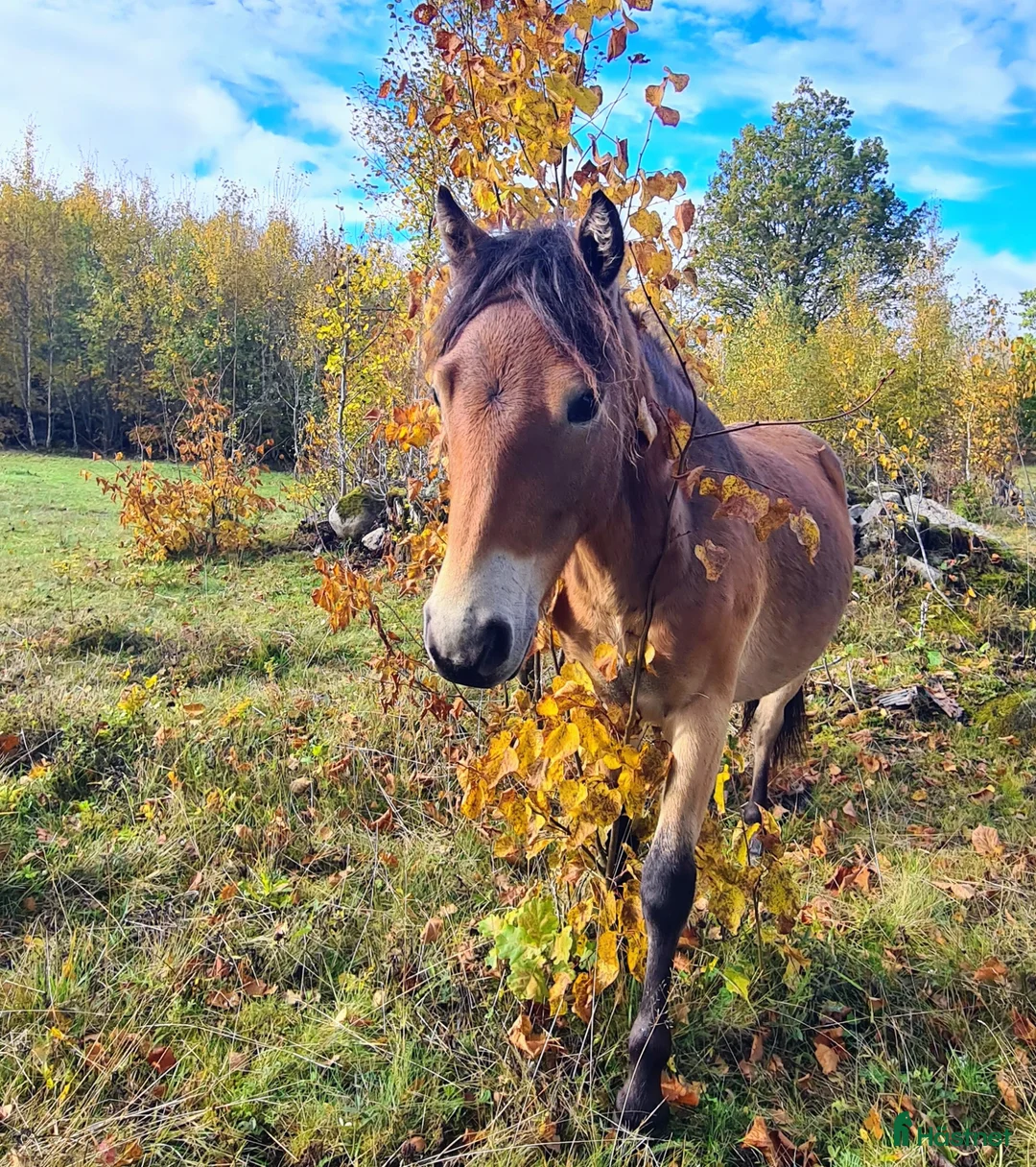 Övrigt hästar till salu: Redo nallebjörn - Annons 1