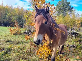 hästar Redo nallebjörn - Annons 13