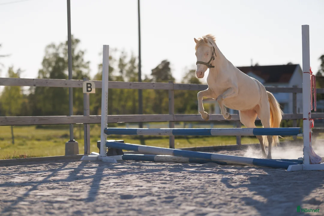 Allround hästar till salu: Ungponny med potential  - Annons 3