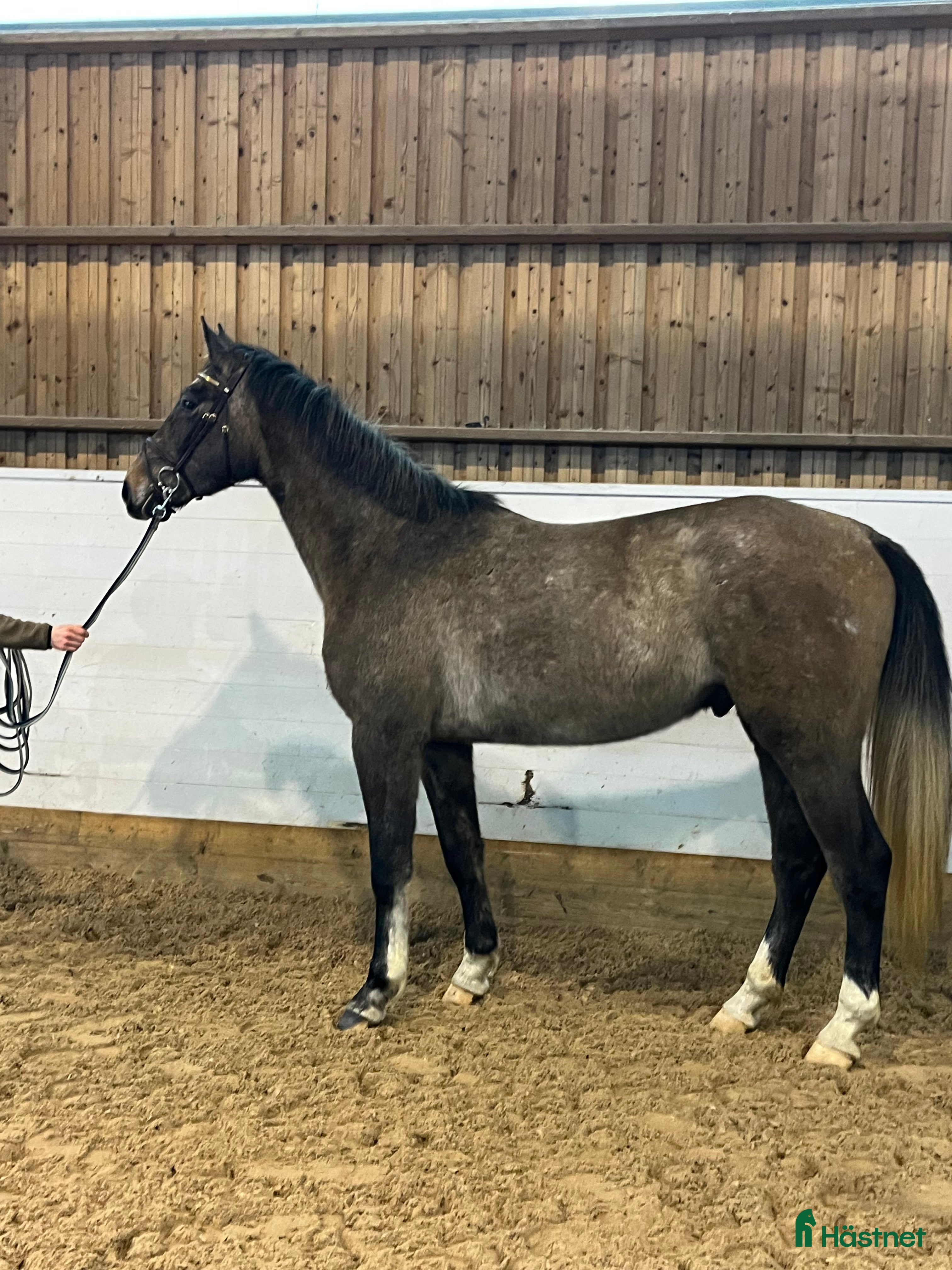  hästar Snäll och talangfull hopphäst - Annons 1