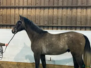 hästar Snäll och talangfull hopphäst - Annons 1