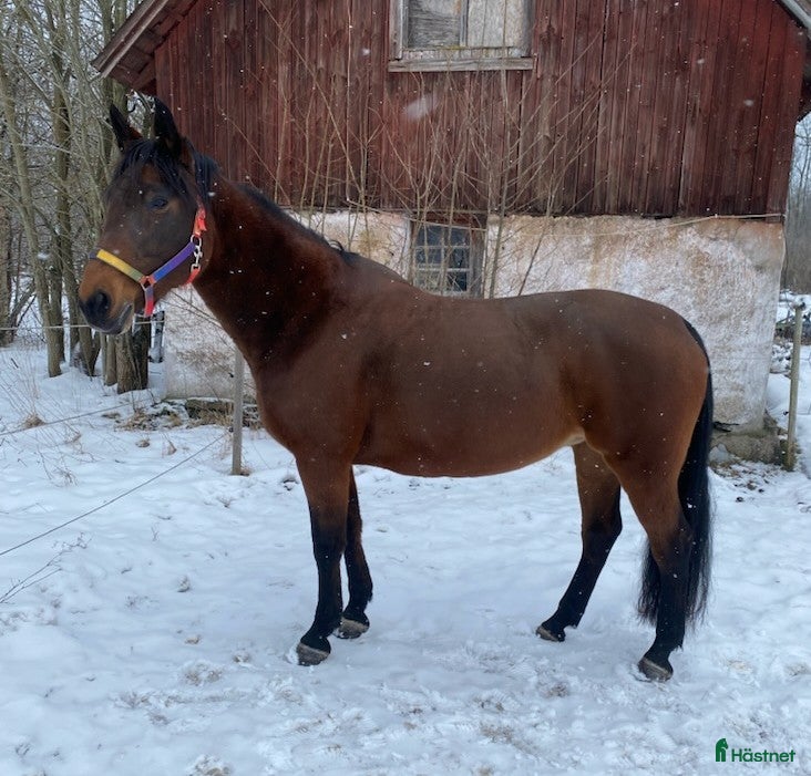  hästar Omhändertaget sto söker nytt hem i Örebro - Annons 1