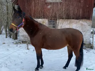 hästar Omhändertaget sto söker nytt hem i Örebro - Annons 1