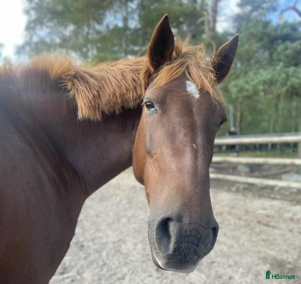  hästar D-ponny sto - Annons 4