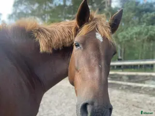 hästar D-ponny sto - Annons 10