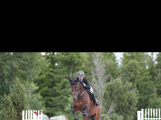 hästar Avelssto i Harbo - Annons 16