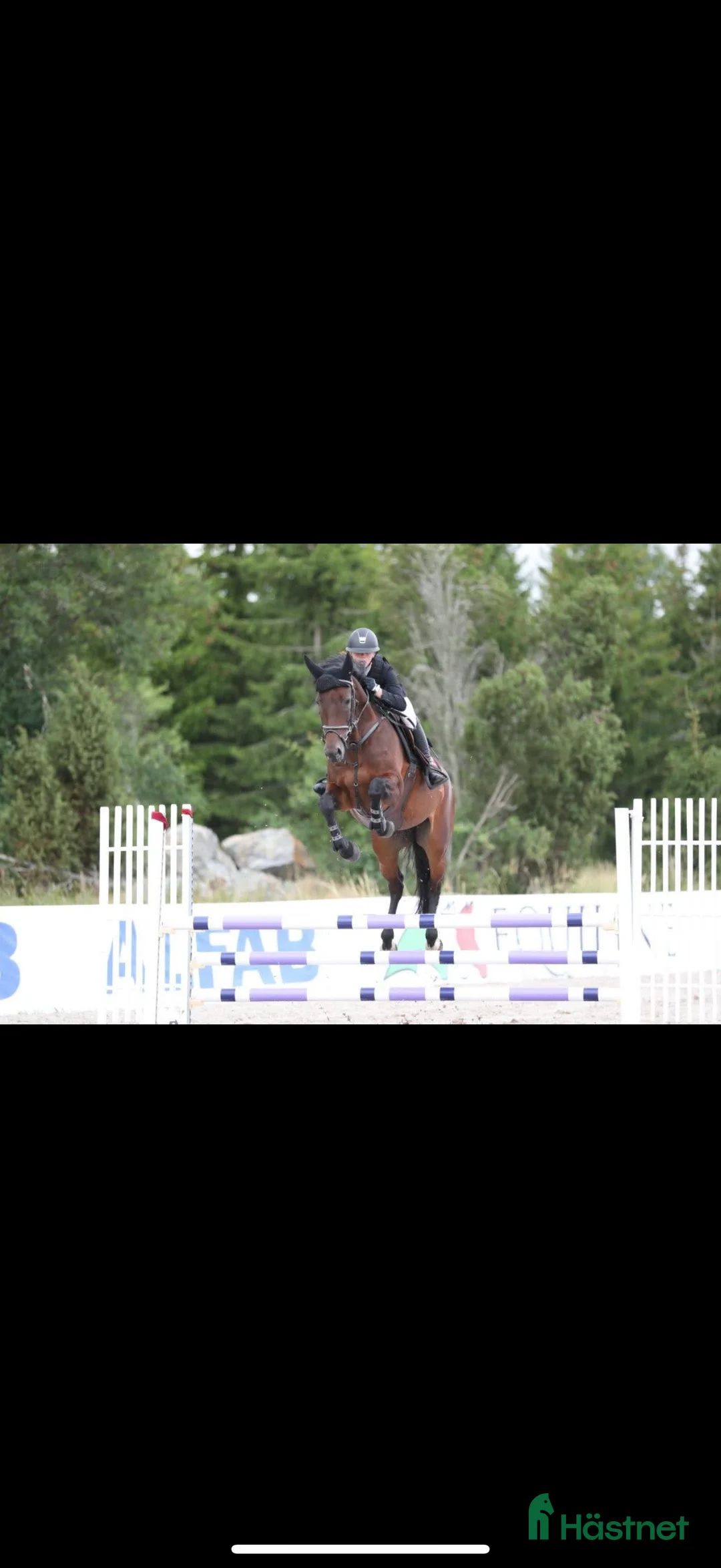 Avelshästar hästar till salu: Avelssto i Harbo - Annons 1