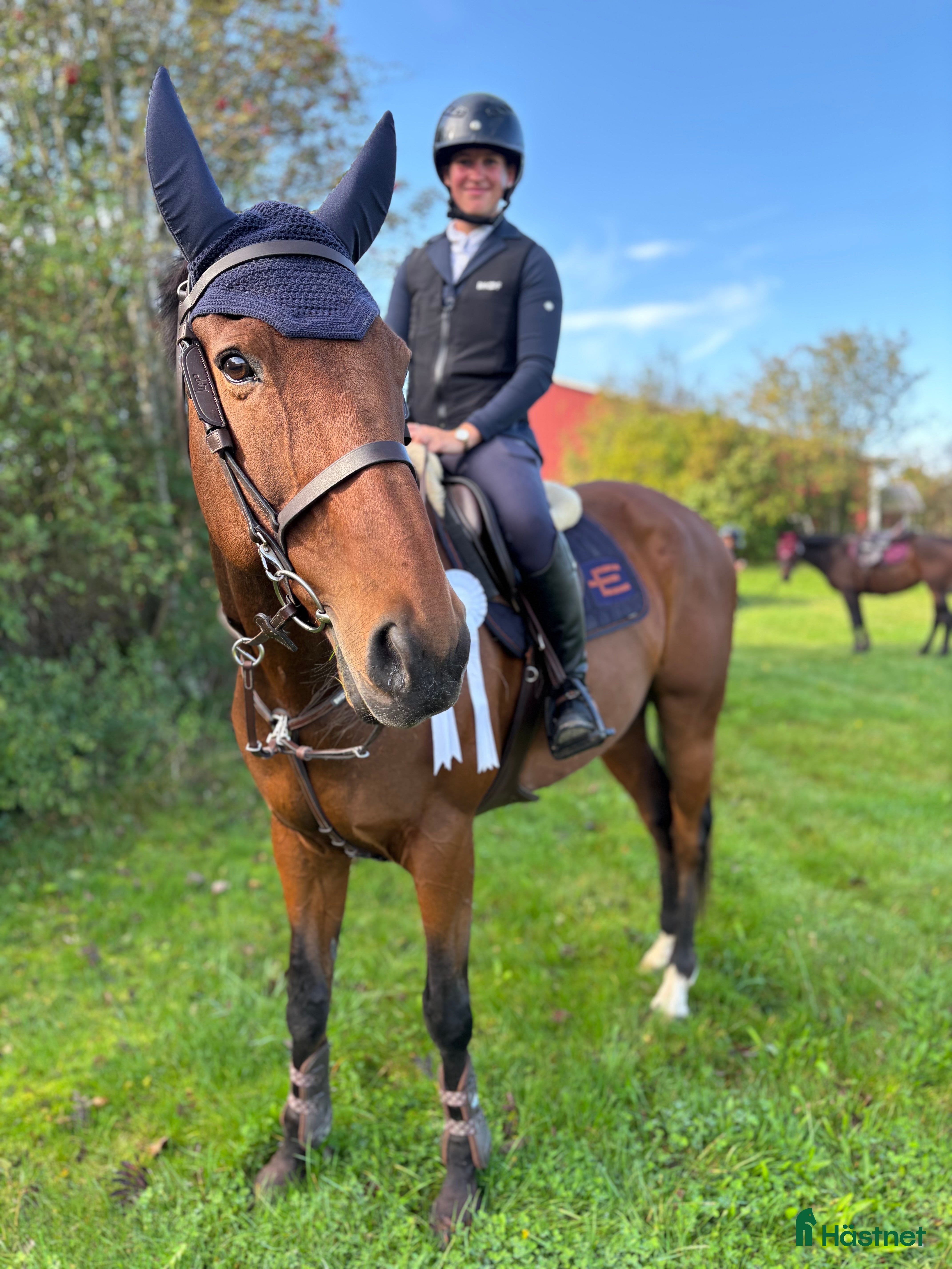  hästar *RESERVERAD* Träning och tävlingskompis - Annons 12