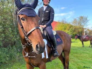 hästar *RESERVERAD* Träning och tävlingskompis - Annons 12