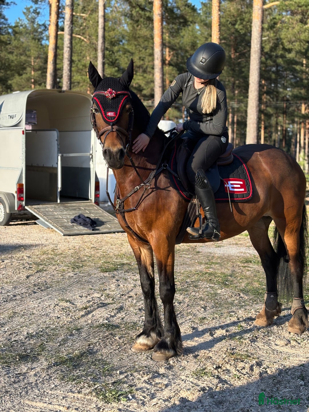 Allround hästar till salu: Fantastiskt Sto söker nytt och rätt hem i Rättvik - Annons 3