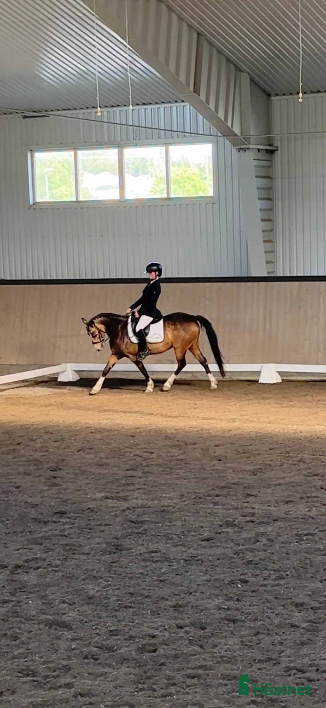 Dressyr hästar till salu: Älskad supersnäll C-ponny söker långvarigt hem - Annons 2