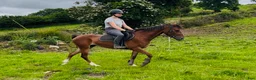 Allround hästar till salu: Kind and easy D pony - Annons 4
