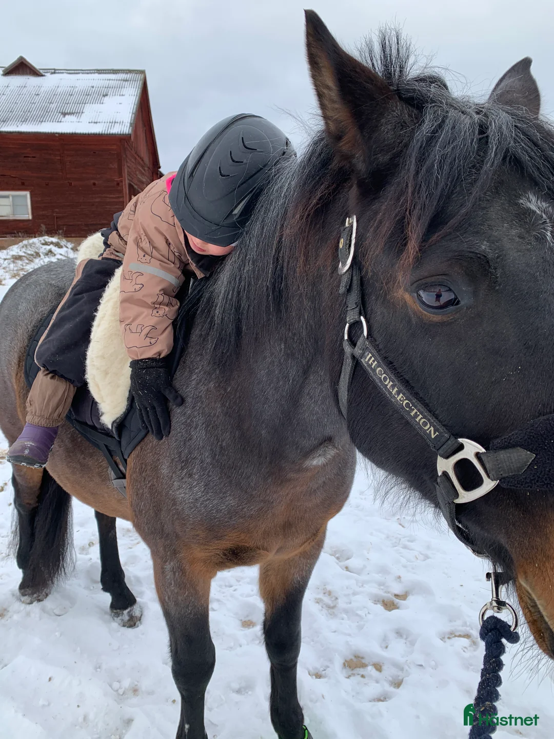 Allround hästar sökes: Hästfamilj söker en B ponny för den orutinerade 🩷 i Norsholm - Annons 1