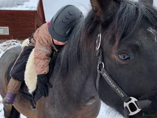 hästar Hästfamilj söker en B ponny för den orutinerade 🩷 - Annons 4