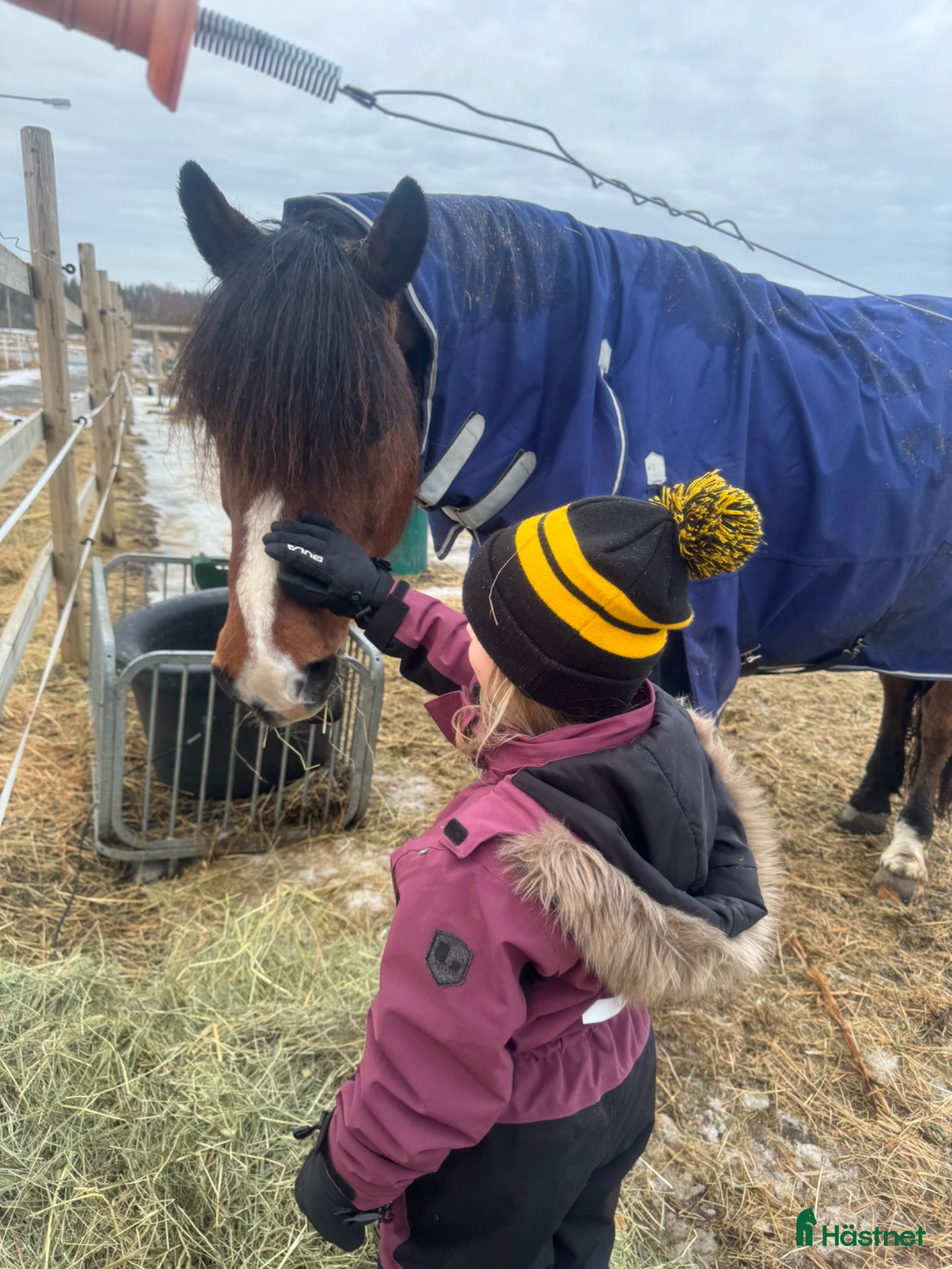  hästar Äldre B- ponny sökes  - Annons 1