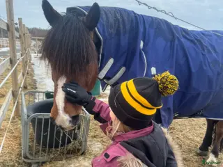 hästar Äldre B- ponny sökes - Annons 11