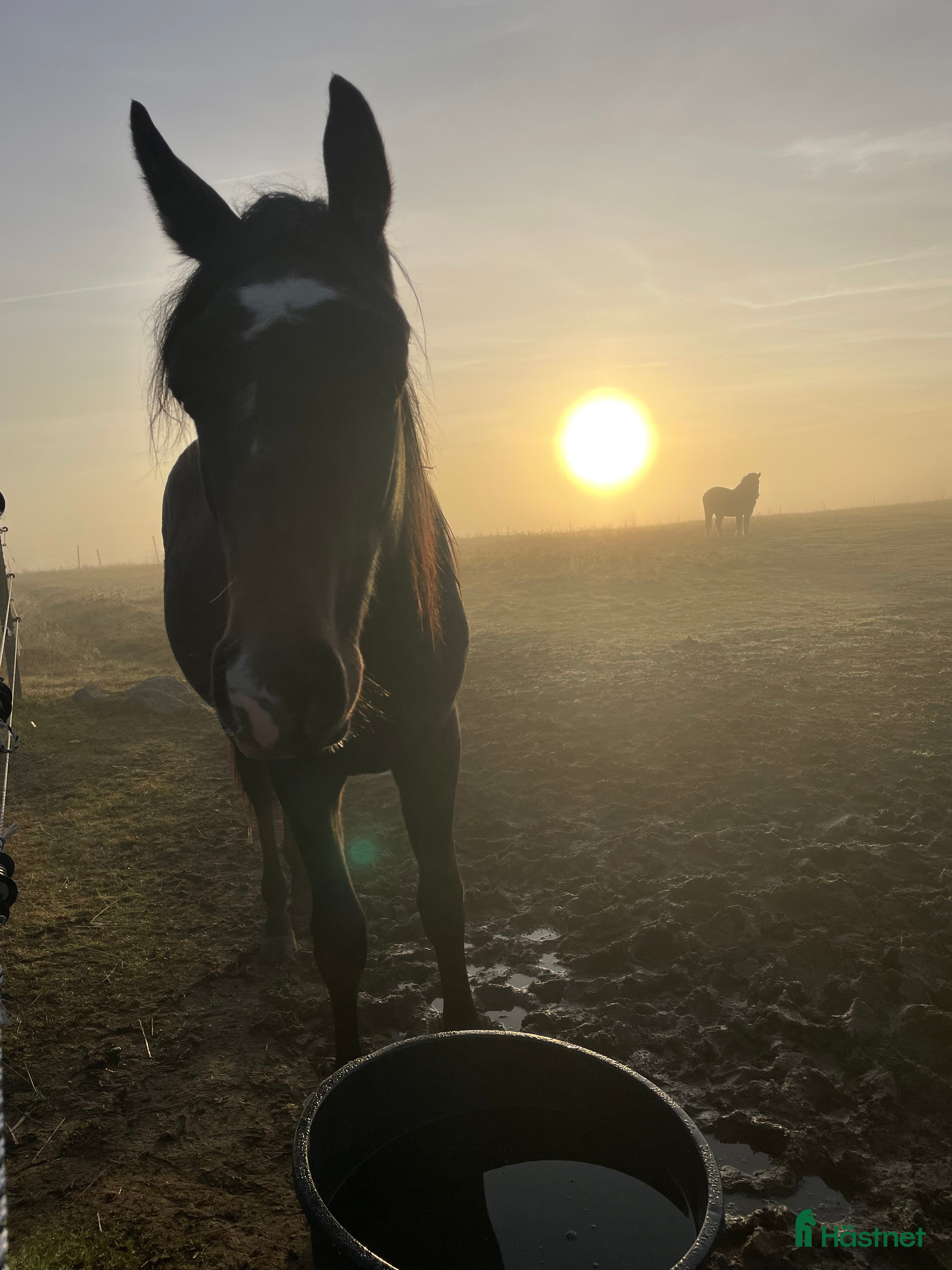  hästar Underbart trevlig 1,5 åring e Cornettino Ask i Bankeryd - Annons 4