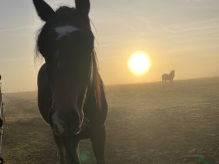 hästar Underbart trevlig 1,5 åring e Cornettino Ask i Bankeryd - Annons 11