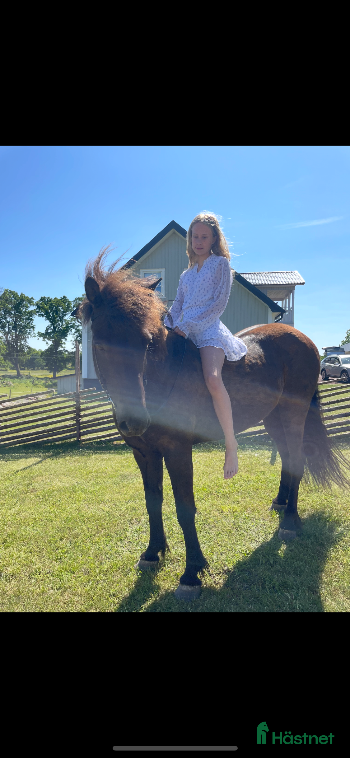  hästar Söker islandshäst på foder  - Annons 2