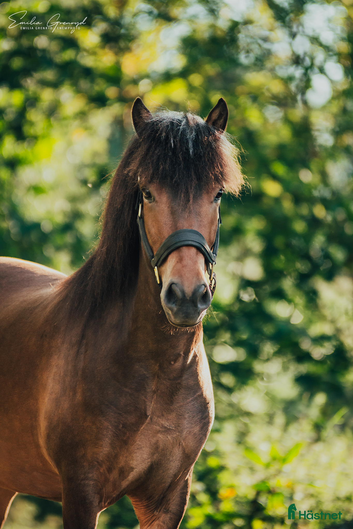  hästar Trevlig inriden 4-åring!   i Karlskoga - Annons 16