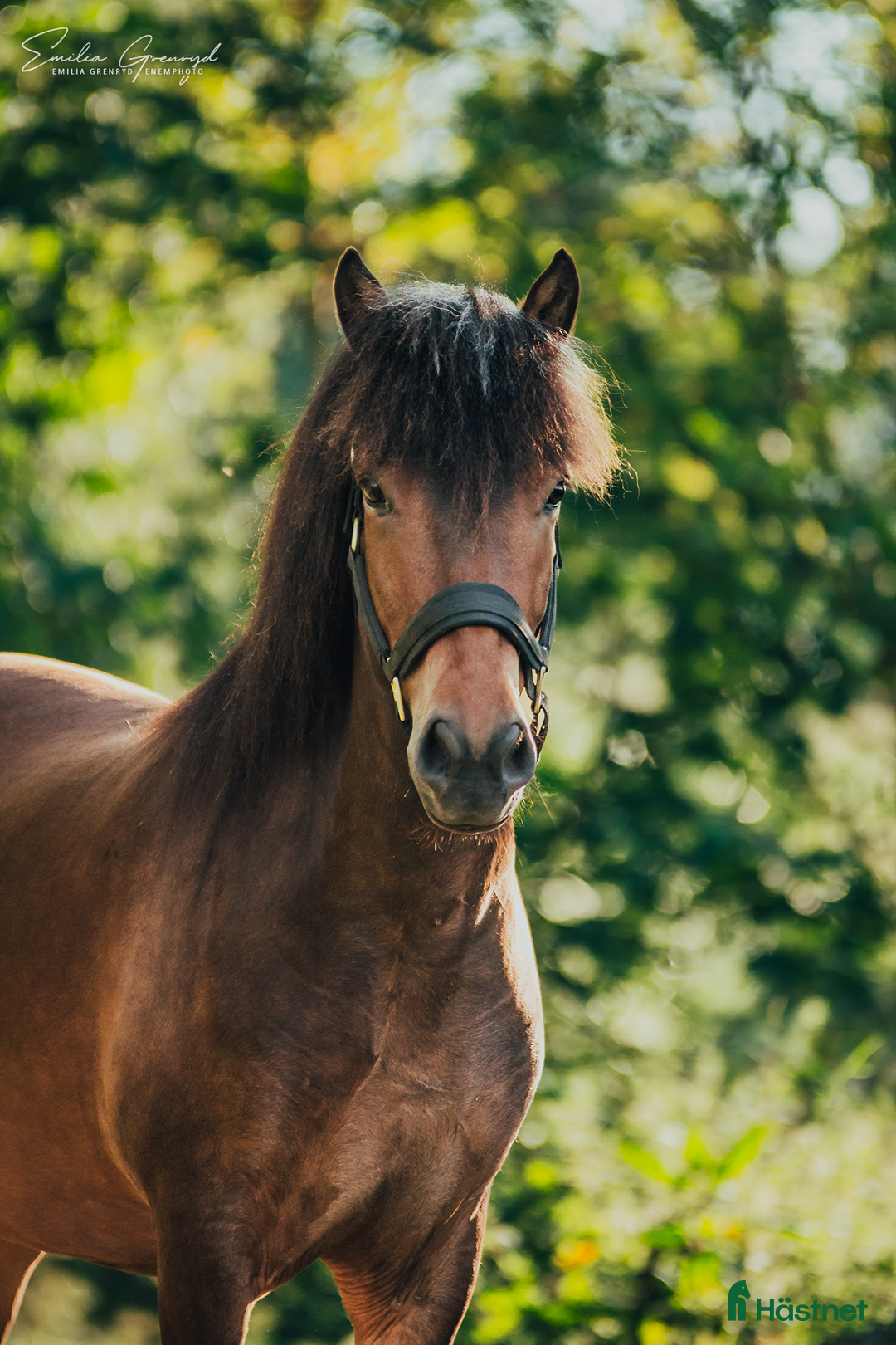 Island hästar till salu: Trevlig inriden 4-åring!   i Karlskoga - Annons 1