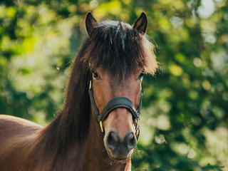 hästar Trevlig inriden 4-åring! i Karlskoga - Annons 14