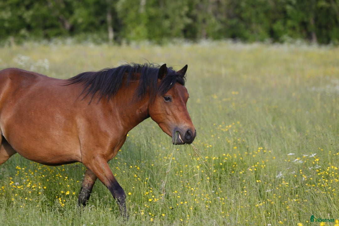 Allround hästar till salu: Ridet russto  i Borlänge - Annons 3