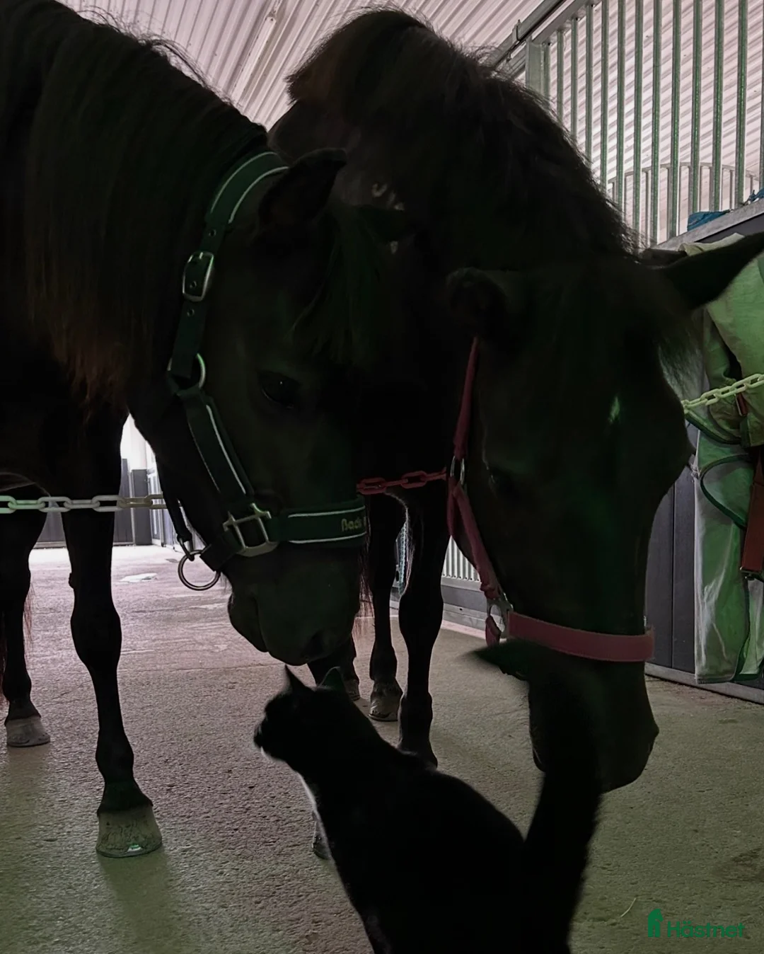  medryttarhäst finnes: Två B-ponnyer söker sina nya bästisar! 🐴✨ - Annons 2