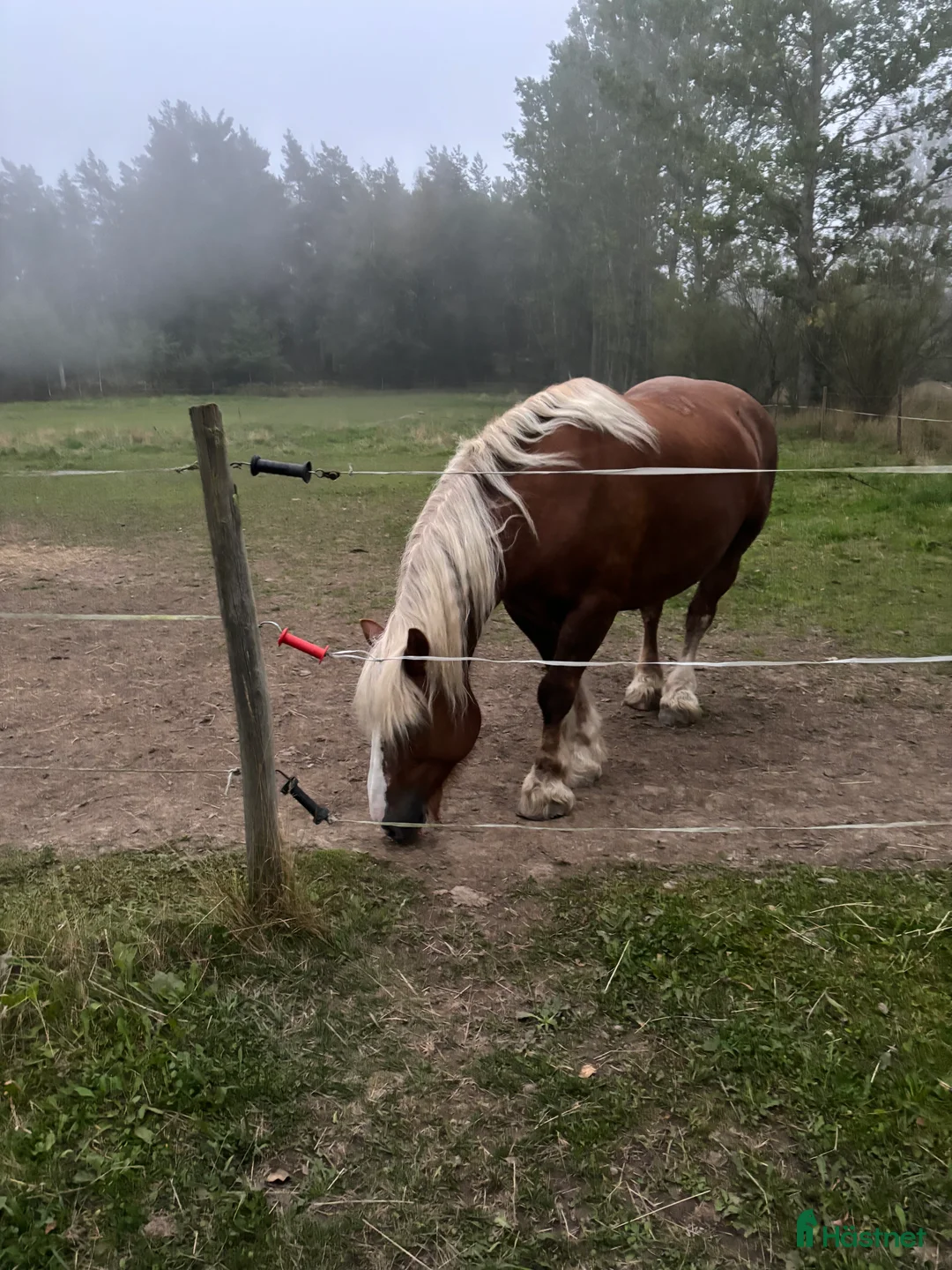  medryttarhäst finnes: Ardenner söker medryttare - Annons 1