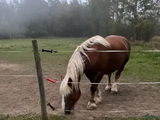 medryttarhäst finnes: Ardenner söker medryttare - Annons 8