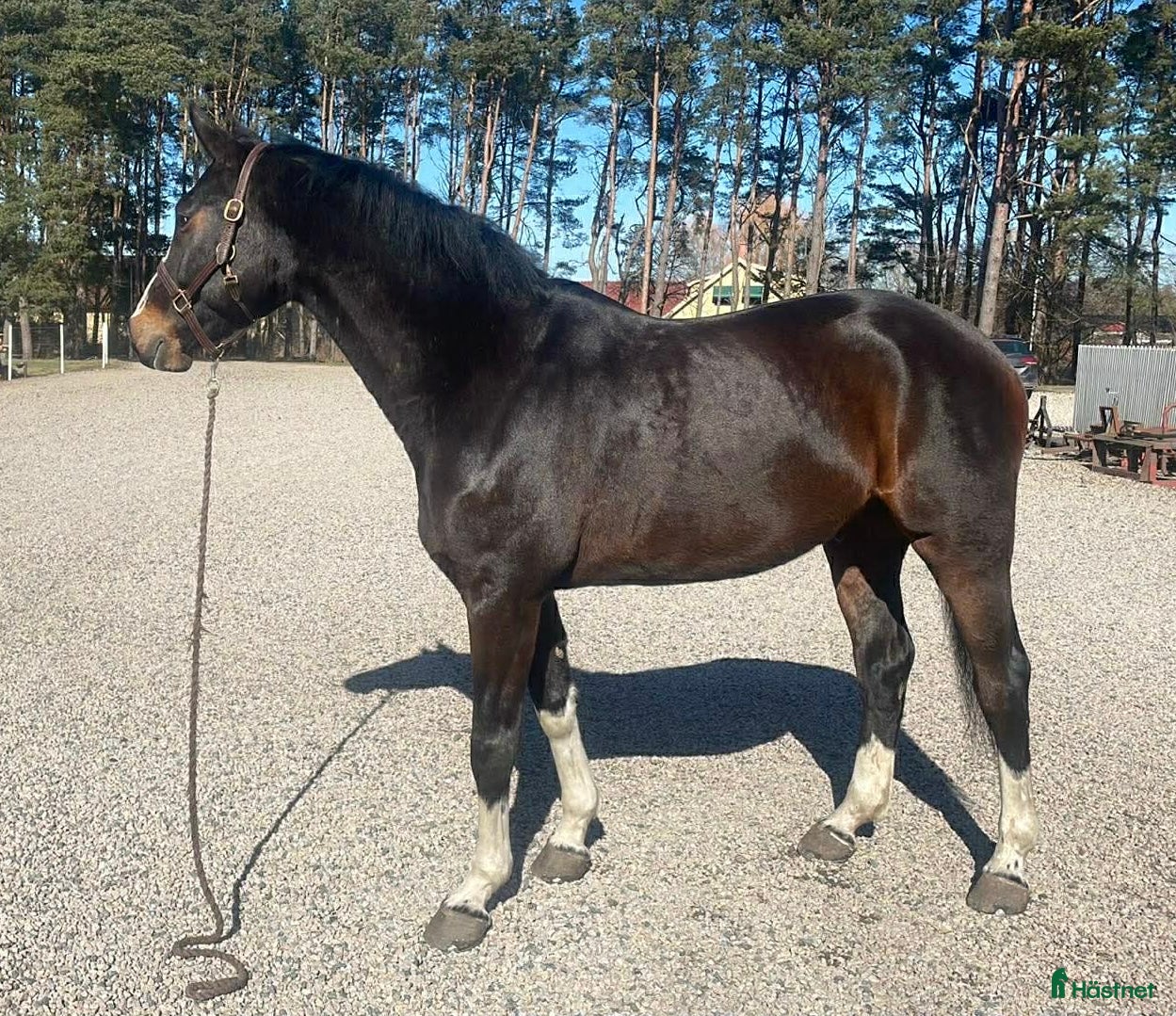  hästar Supertrevlig 5 åring  - Annons 1