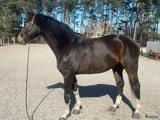 hästar Supertrevlig 5 åring - Annons 1