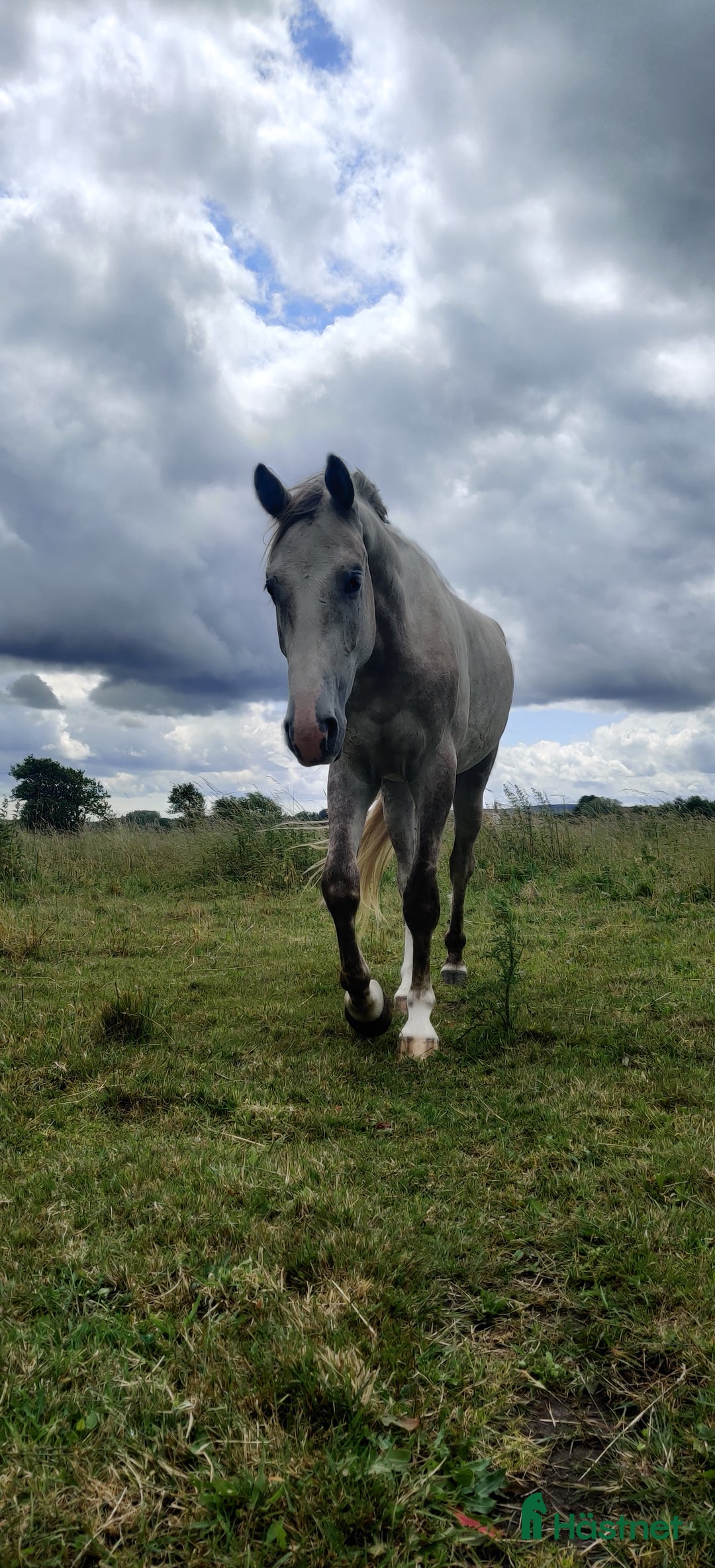 Hoppning hästar till salu: Storhoppande 3åring i Blentarp - Annons 1
