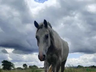 hästar Storhoppande 3åring i Blentarp - Annons 3