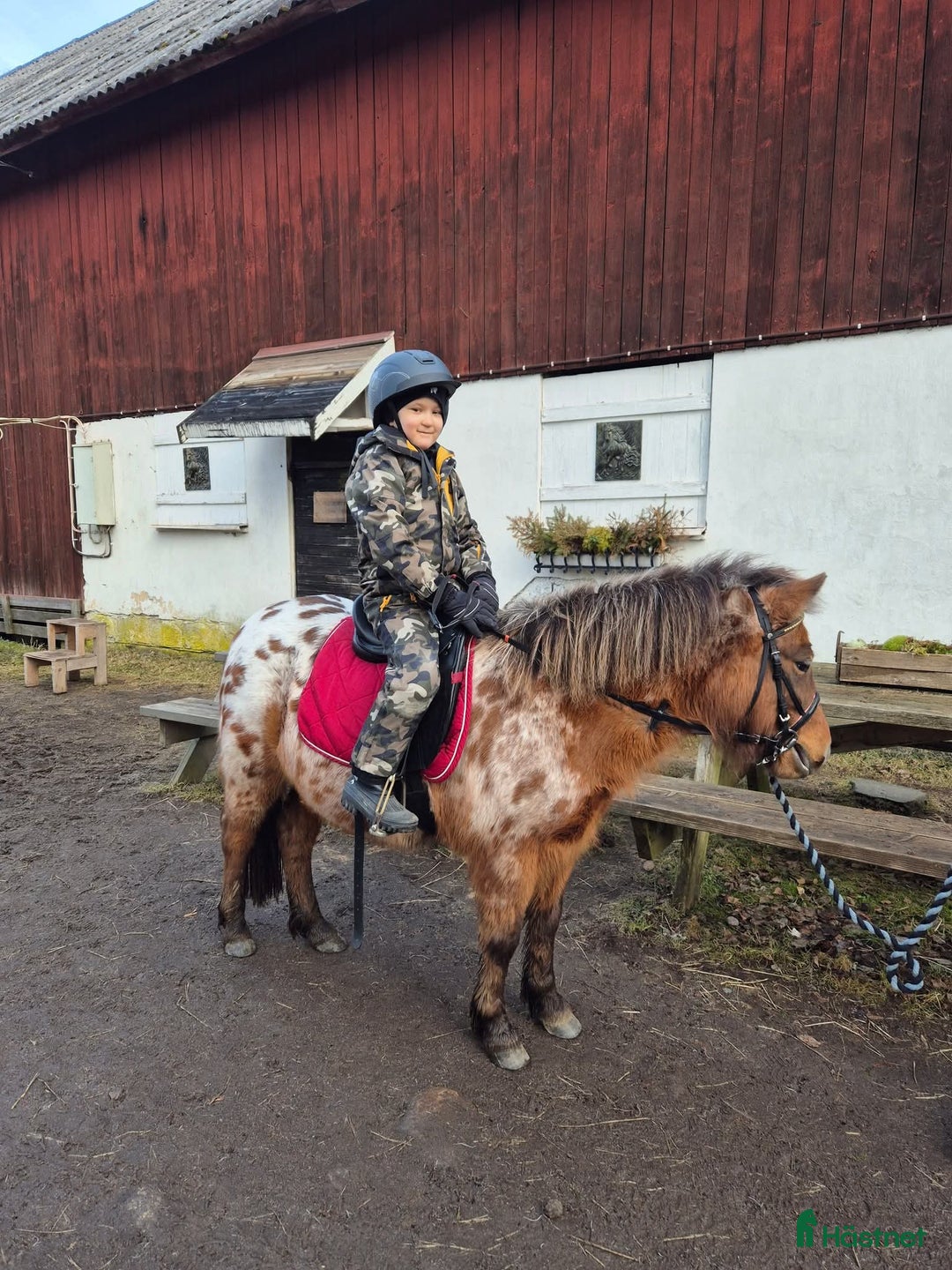 Allround hästar till salu: Sällskap, ponnyridning, körning!? i Karlstad - Annons 3