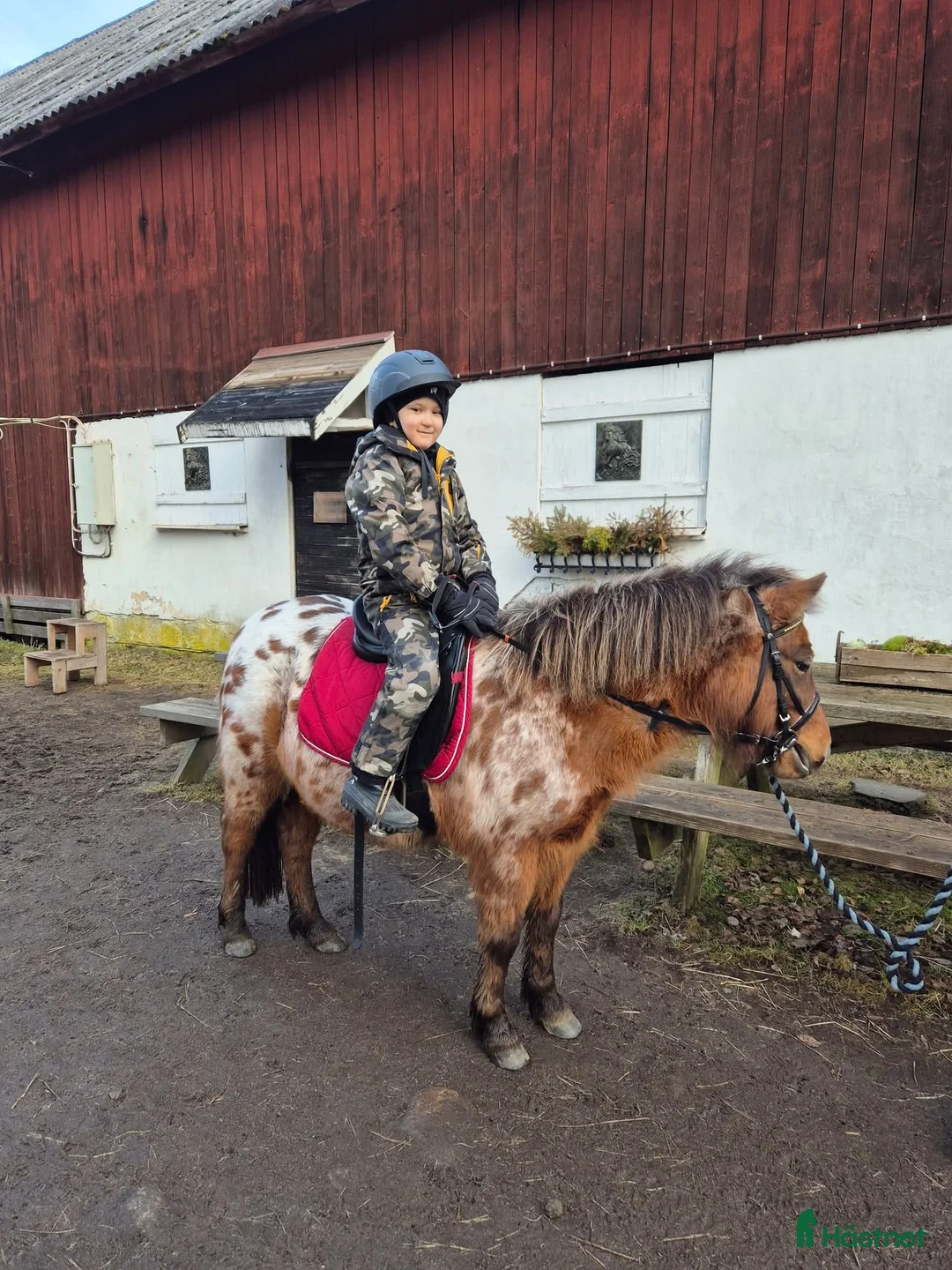 Allround hästar till salu: Sällskap, ponnyridning, körning!? i Karlstad - Annons 3