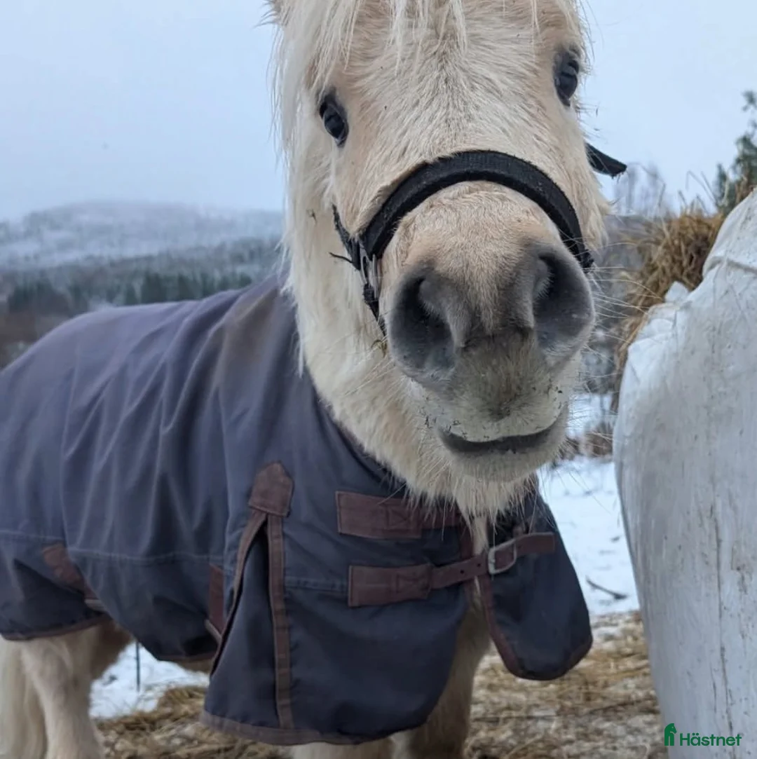 Allround hästar till salu: Framtida allround shetlandsponny  i Matfors - Annons 2